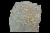 Carpoid (Dendrocystites?) Fossil - Morocco #102846-1